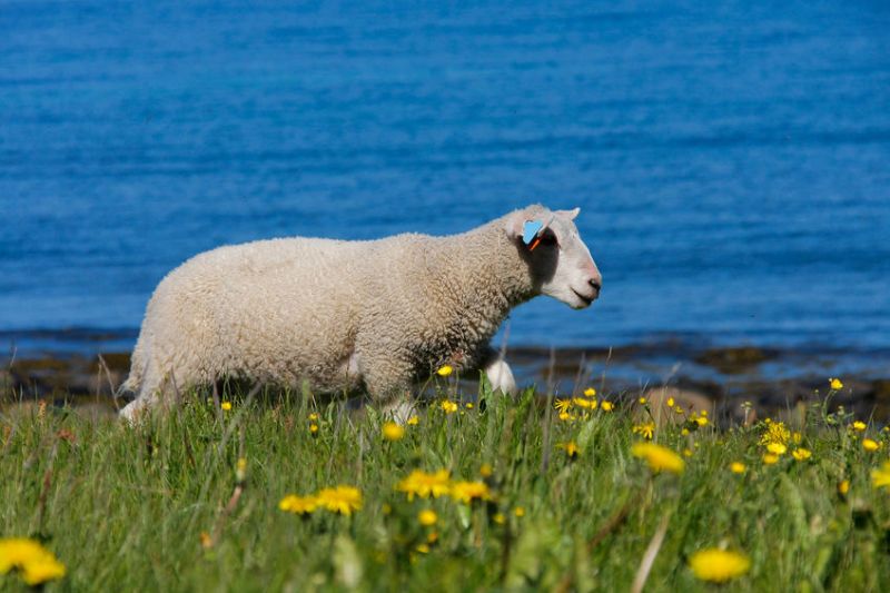 Norwegian police said more than 100 sheep were swept away by a river during a torrential rainfall