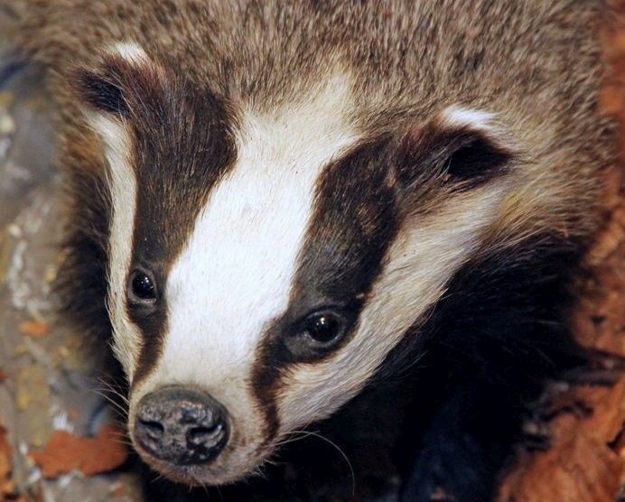 The National Beef Association is calling for an 'urgent meeting' with government over the badger cull licence approval process