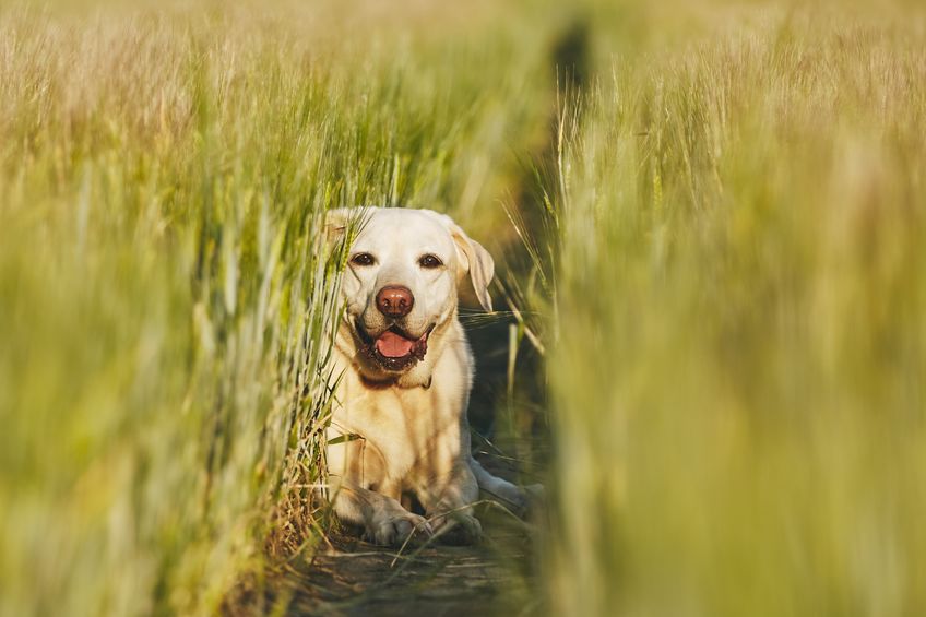 Under the Dogs (Protection of Livestock) Act 1953, if a dog worries sheep on agricultural land, the person in charge of the dog is guilty of an offence