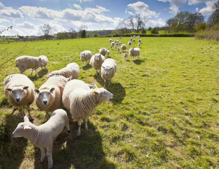 The government is said to be aware of the concerns from the sheep sector on this matter