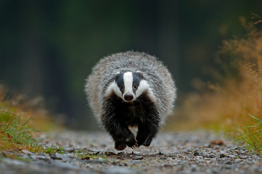 The funding is part of a badger pilot project involving the football club