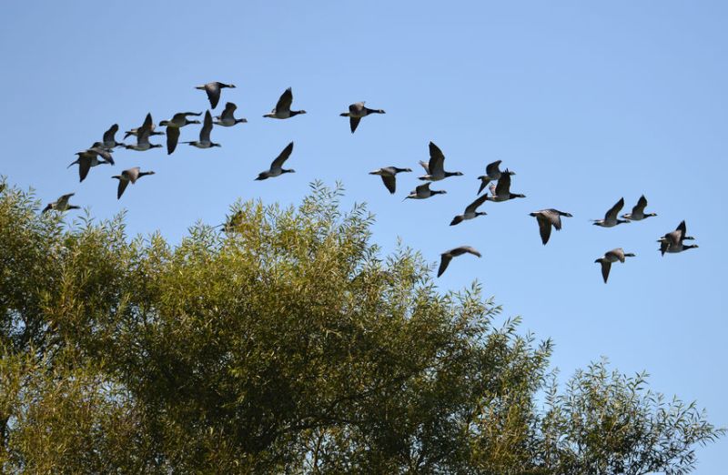 The new general licences are 'damaging' for wildlife and farming, according to the Farmers' Union of Wales