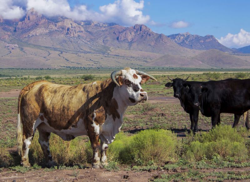 UK agricultural researchers will help cattle farmers in the American Southwest improve productivity