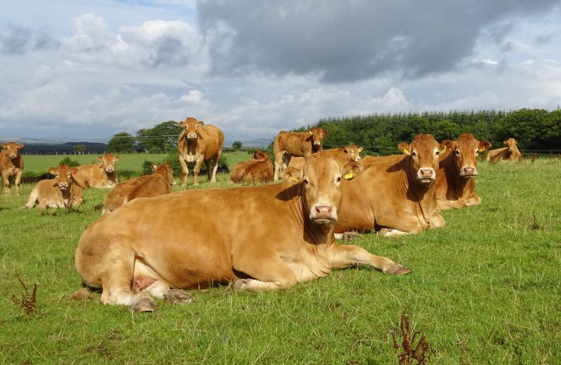 The sale will include 63 cows and heifers served and/or suckling, 24 heifers served or maiden, one stock bull and six young bulls