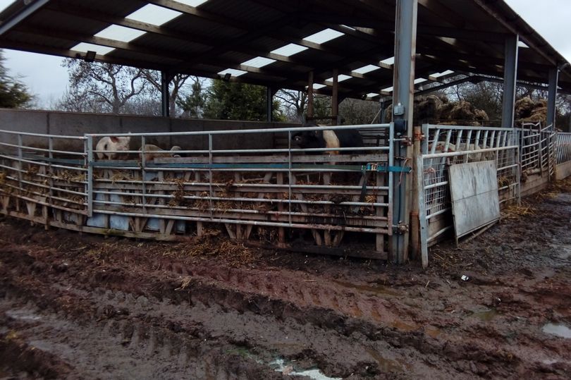 The 28-year-old livestock keeper was also handed a lifetime ban on keeping cattle, pigs and dogs