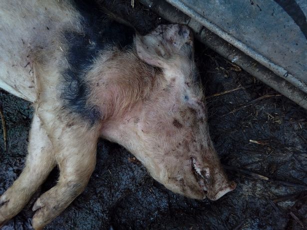 A number of pigs were found with no food and water