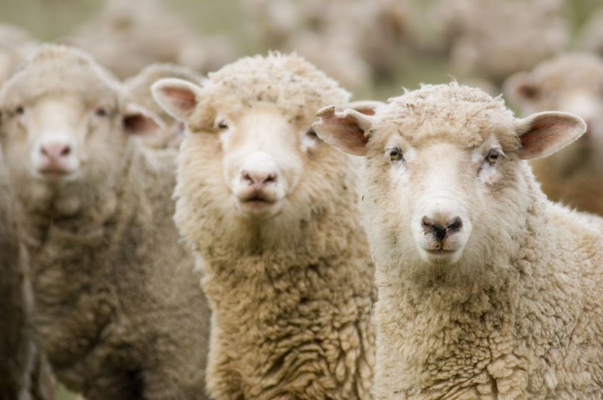 The Conservative Party plans to end long-distance transport of animals for slaughter
