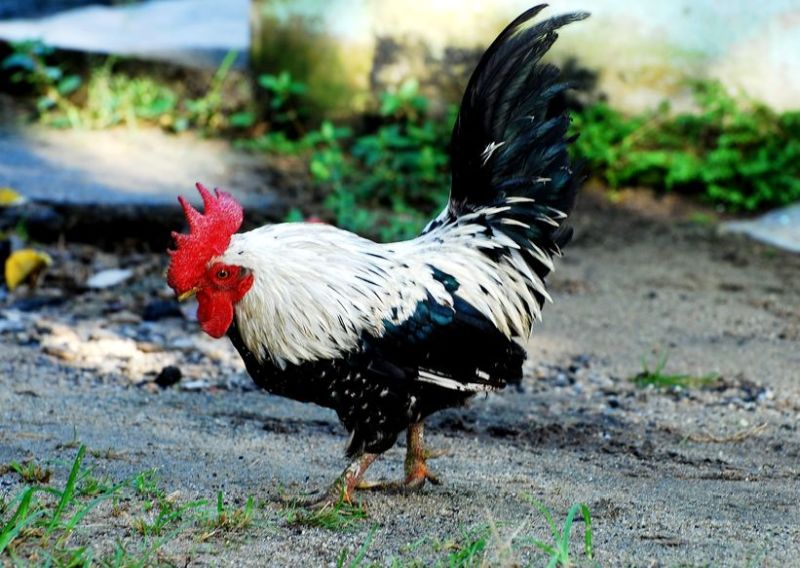 The move is seen as a first step in saving and protecting rare poultry breeds, such as the Dorking