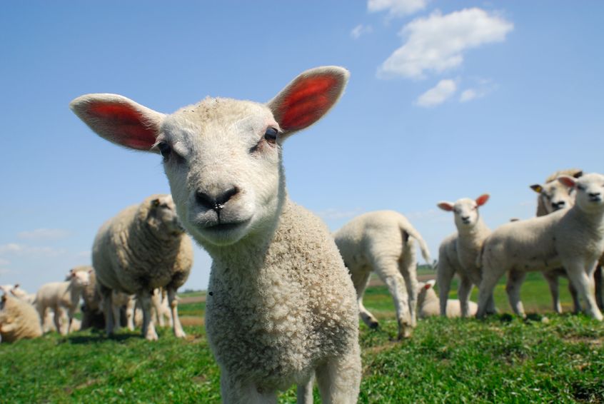 The lambs were about to be taken to market, and were expected to be valued collectively at over £400