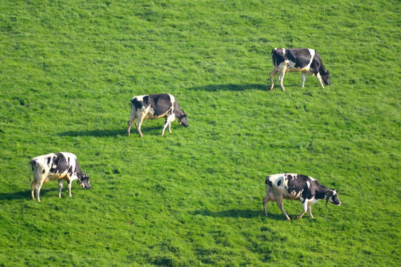 Farm profits fell from 5.9p/litre (£383/cow) to 2.69p/litre (£141/cow) in the year to 31 March