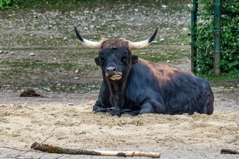 The farmer has taken 115 acres out of agricultural production and introduced the German-engineered Heck cattle to spearhead his new diversification plan