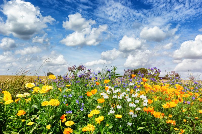 Around 10,000 hectares of football pitches of wildflower habitat have been planted by farmers