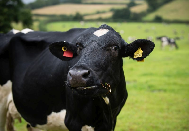 Customers will be able to see the cows which produce their milk grazing in the surrounding fields