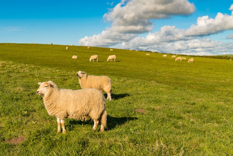British wool is an 'excellent' sustainable alternative to man-made fibres, sheep farmers say