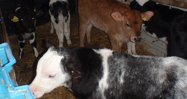 Four Staffordshire farmers admitted moving cattle from a premises under TB restrictions