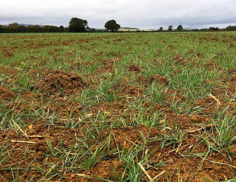 Well-developed blackgrass following first flush after wet conditions experienced in the West Midlands