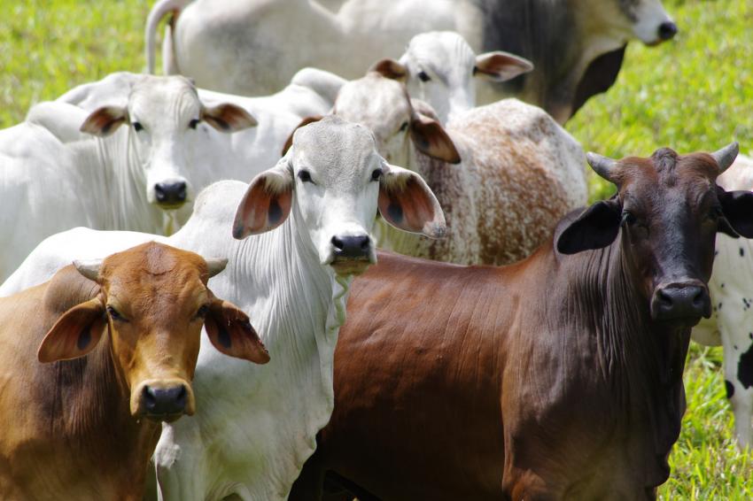 Farmers say the trade agreement would have a devastating impact on European beef production