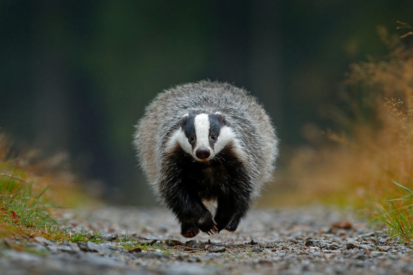 The study reveals that, after a population was culled, surviving badgers covered 61% more land each month than they had before the cull began