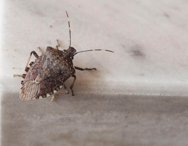 The soft fruit industry has raised concerns over the stink bug as it has the potential to do significant crop damage
