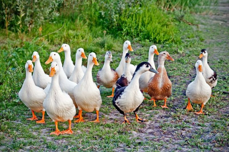 The French agriculture ministry said thousands of free-range ducks are to be culled following discovery of the disease