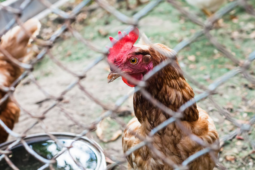 Poultry are at risk of ‘smother’ during firework season, which can result in death