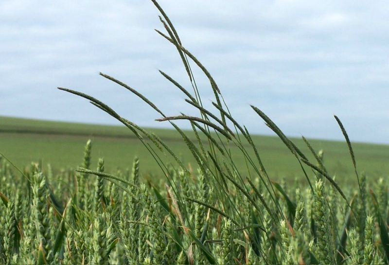 Weed resistance, coupled with the lack of new products, have left farmers facing huge challenges in weed control