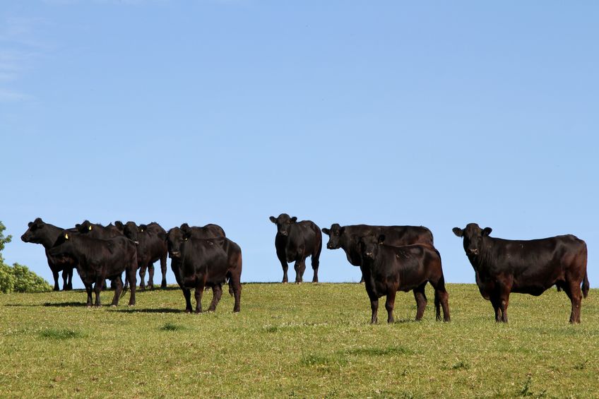 Scottish cattle numbers have fallen to the lowest level in sixty years