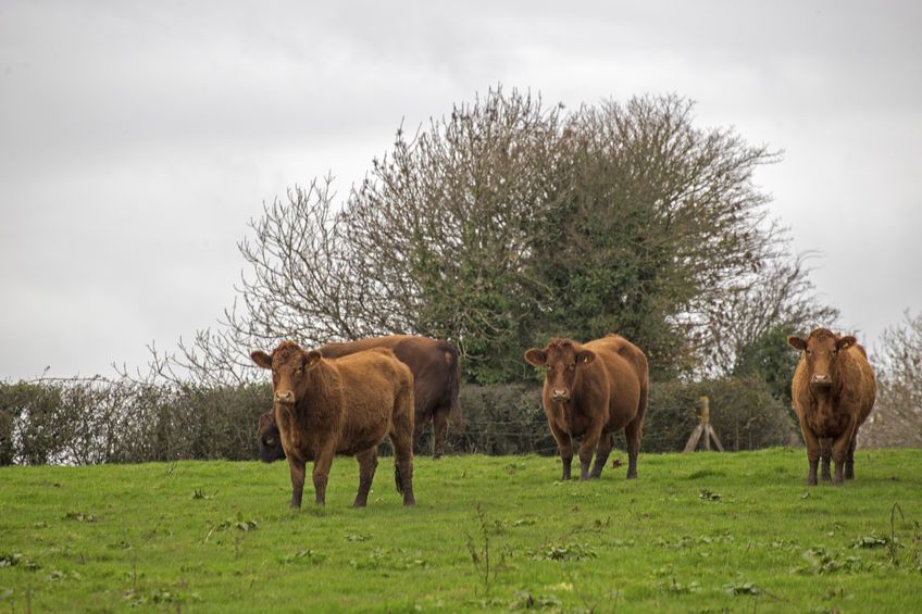 Numerous farm groups gave evidence to the EFRA Committee which looked at the causes of the current low beef prices