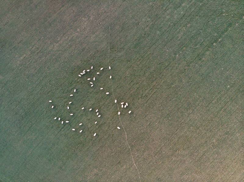The farmer is now at the point that when he flies the drone, the sheep follow it