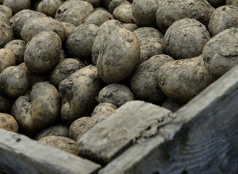  In the event of a no-deal Brexit, Scottish seed potatoes would be prohibited from entering the EU market