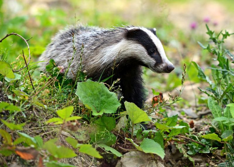 The peer-reviewed evidence has prompted Welsh farmers to ask for a rethink of the bovine TB strategy in Wales