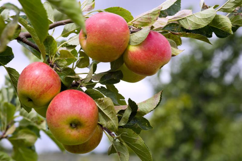 Around 100 tons of fruit have been left to rot as growers struggle to find labour to pick