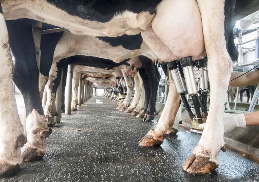 The survey comes as the dairy industry faces a number of long-term challenges, including a potential worker shortage as the UK looks set to leave the EU