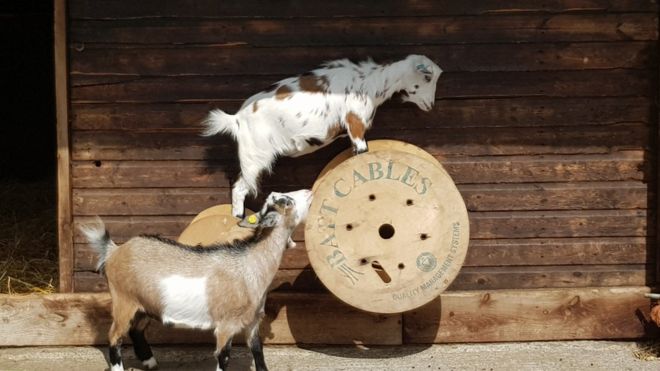 Two of the four pygmy goats that were killed (Photo: Graves Park Animal Farm)