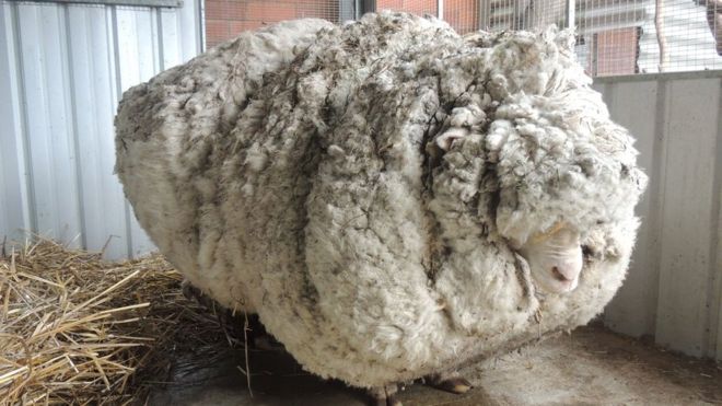 Chris the Merino sheep made international headlines in 2015 (Photo: RSPCA ACT)