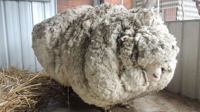 Chris the Merino sheep made international headlines in 2015 (Photo: RSPCA ACT)