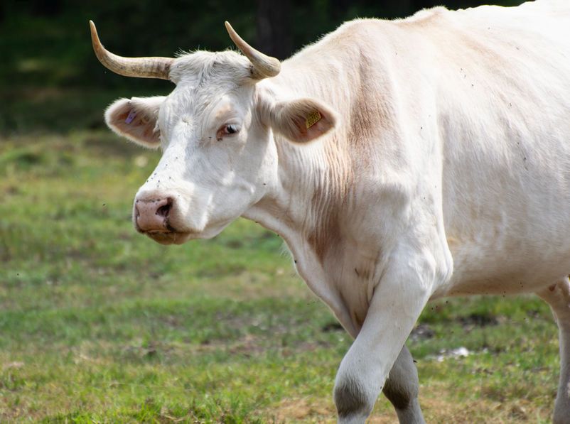 In the past two years there have been several incidents involving livestock and walkers in the New Forest area