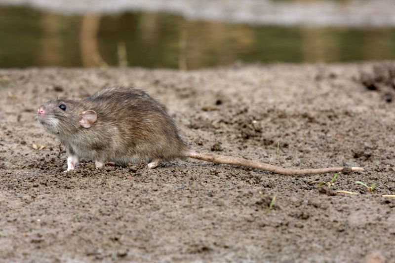 The majority of farmers no longer use permanent baiting for rats