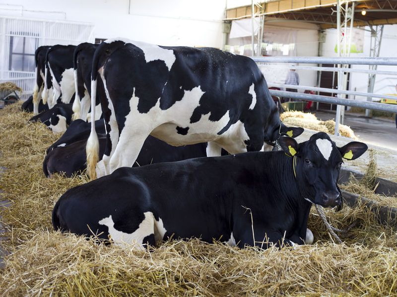 There has been a reduction in the number of dairy producers compared with February this year