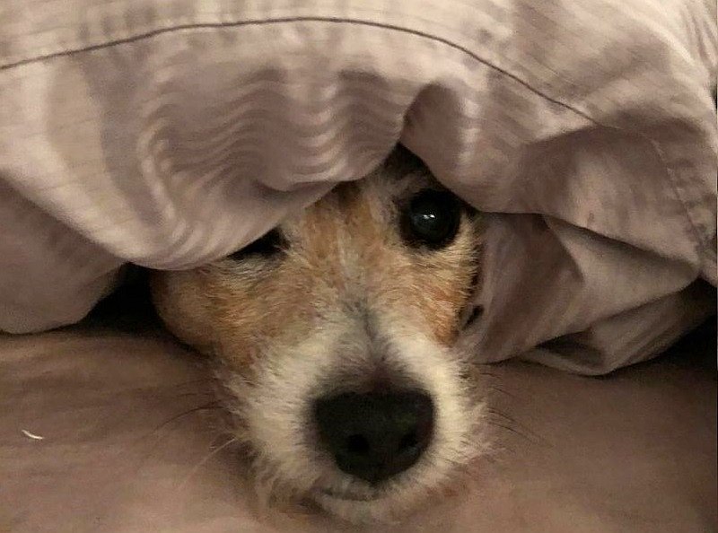 Fireworks have the possibility to frighten both pets and livestock, leading to productivity losses