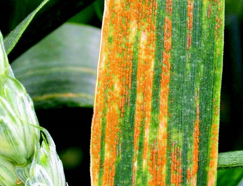 Analysis has revealed no significant nationwide shift in susceptibility to either yellow or brown rust during 2019