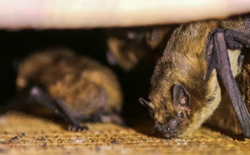 Special consideration has to be given to bats when undertaking rural building projects