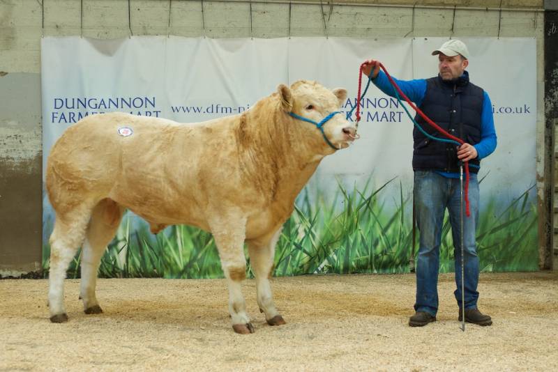 Top price of £3000 was secured by Colin Todd for his sole entry Pinehill Orion, sired by Pinehill Goldenballs