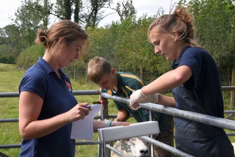 Liver fluke is an increasingly common and economically important parasitic disease of livestock in the UK