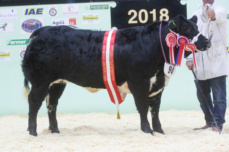 Stripe, the British Blue cross heifer, won last year's English Winter Fair title for Andrew Dickinson and Lisa Powdrill from Derby