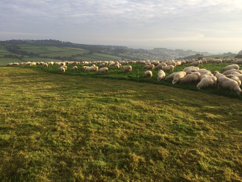 'Prosper from pasture' – application window for the new grassland programme is now open until 9 December