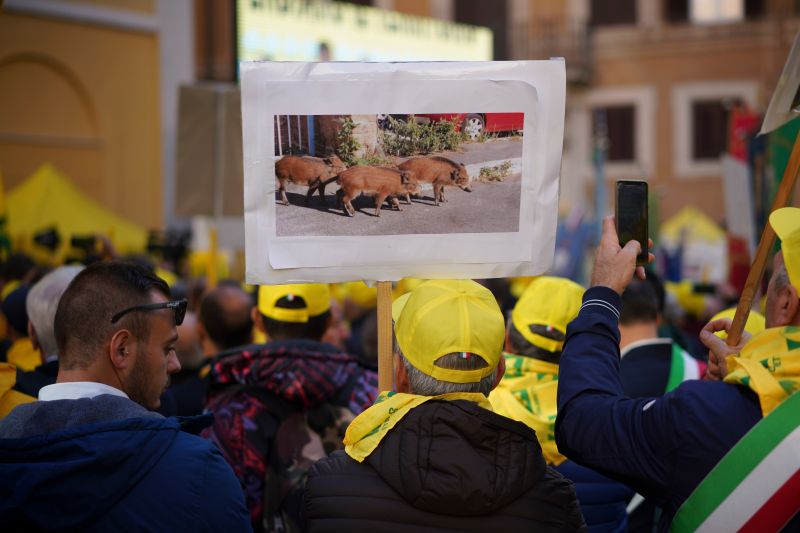 Demonstrators hold a photo showing wild boars walking in a street as they take part in a protest against the overpopulation of wild boars (Photo: Andrew Medichini/AP/Shutterstock)