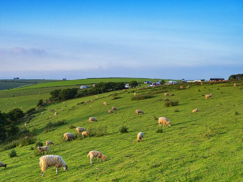 Over a third of Welsh lamb is exported overseas, with 90 percent of this going to the EU
