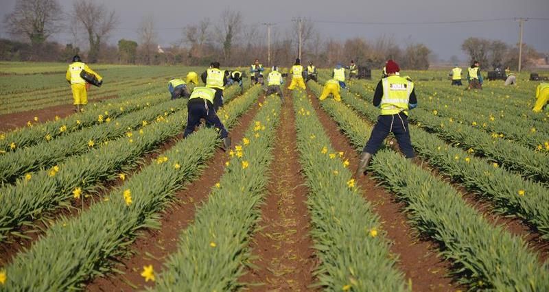 Since the vote to leave the EU, farm groups have campaigned on the reliance of the industry on non-UK workers