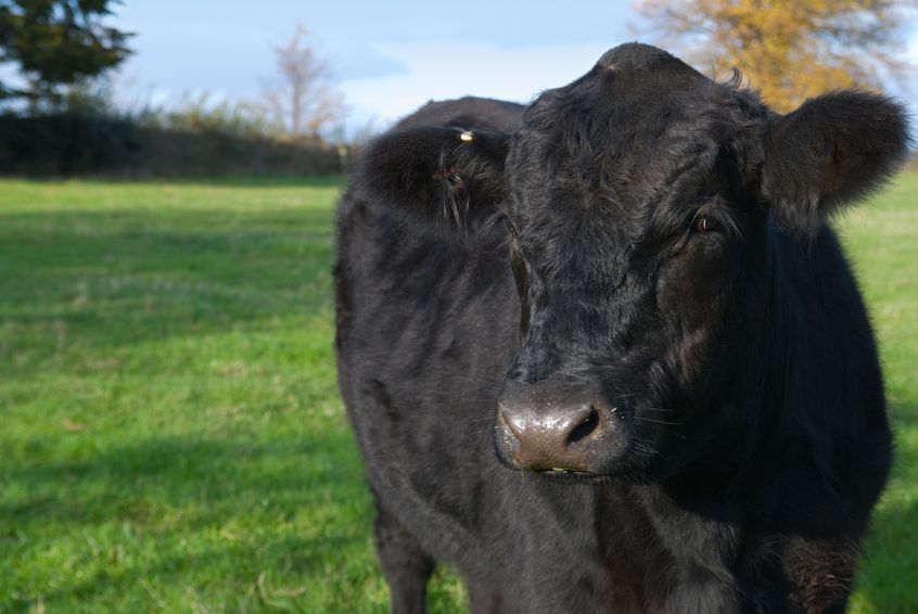 The UK has seen a sharp increase in the number of livestock theft incidents over the past two years